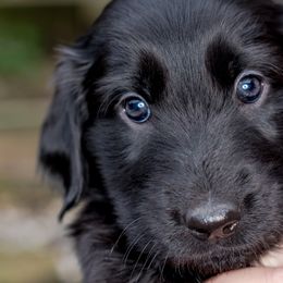 Girl 1 Belle - Black Flat-Coated Retriever puppy in Petaluma, California from Quail Run Flat-Coated Retrievers