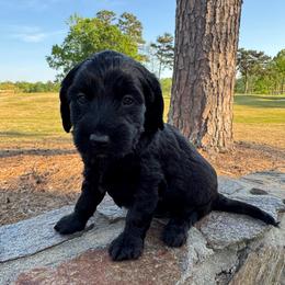 Fern - Black male Goldendoodle puppy in Charlotte, North Carolina from Hopeful Heart Doodles