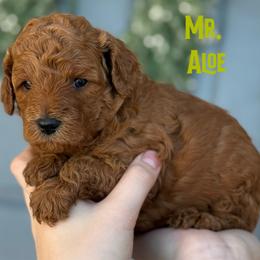 Mr. Aloe - Red male Cavapoo puppy in Sacramento, California from Dandy Doodles Goldendoodles