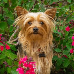 Choomi - Yorkshire Terrier