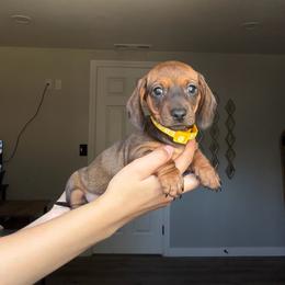 Rosy - Red female Dachshund puppy in Modesto, California from Raws Doxies