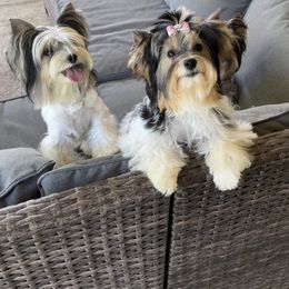 Biewer Terrier and Yorkshire Terrier Puppies from York Town California
