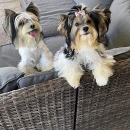 Biewer Terrier and Yorkshire Terrier Puppies from York Town California