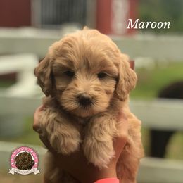 Australian Labradoodle Puppies from Rainbow Row Labradoodles