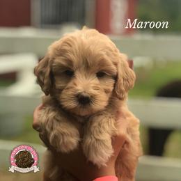 Australian Labradoodle Puppies from Rainbow Row Labradoodles