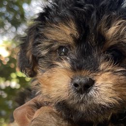 Poodles, Yorkipoos, and Yorkshire Terriers from Top Notch Pupz