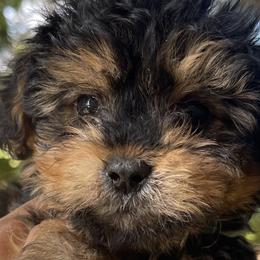 Poodles, Yorkipoos, and Yorkshire Terriers from Top Notch Pupz