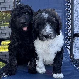 Bernedoodle puppies from Heaven Sent Doodles of MA