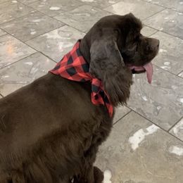 DIVA - Cocker Spaniel