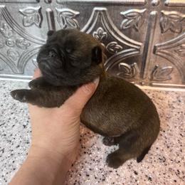 Orange collar - Fawn male Pug puppy in Tucson, Arizona from Furever Friends