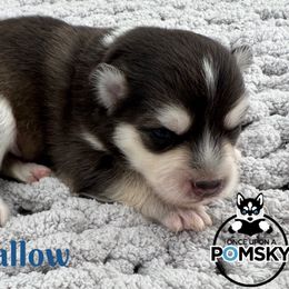 Marshmallow - Black and white male Pomsky puppy in Eastman, Georgia from Once Upon A Pomsky