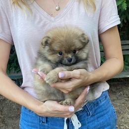 Julietta - Orange sable female Pomeranian puppy in Citrus Heights, California from Yev and Marina's Pomeranians (AKC)