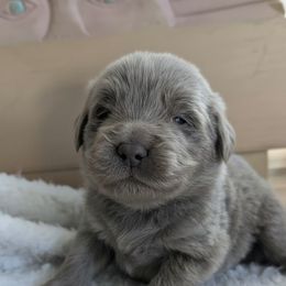 Light Blue Boy - Beige male Newfoundland puppy in Independence, Missouri from K & L Ranch