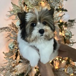 Parti boy - Parti male Yorkshire Terrier puppy in Kissimmee, Florida from M&R Yorkies