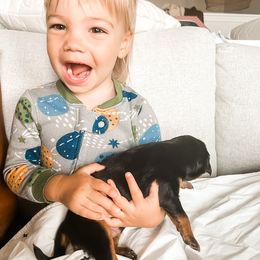 Companion Cross Puppies from The Darling Pup