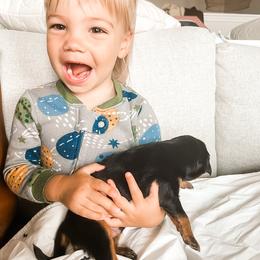 Companion Cross Puppies from The Darling Pup