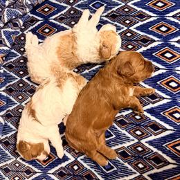 Cavapoo Puppies from Patriot Pups Cavapoos