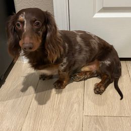 Slash - Dapple male Dachshund puppy in Mesa, Arizona from Ruby Desert Doxies