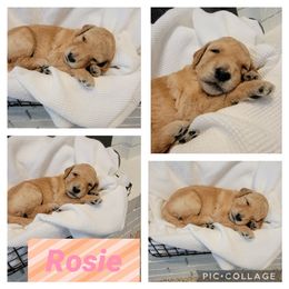 Goldendoodle Puppies from Nicole Christensen