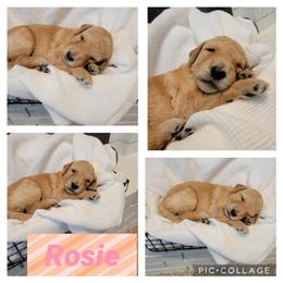 Goldendoodle Puppies from Nicole Christensen
