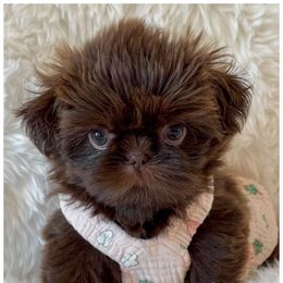 Tulip - Liver female Shih Tzu puppy in Goodyear, Arizona from Arizona Sunrise Shih Tzus