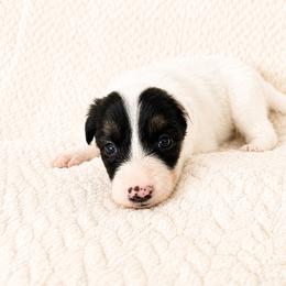 Ruby - Female - Black and white female Border Collie puppy in Avery, Texas from Willa Creek Border Collies