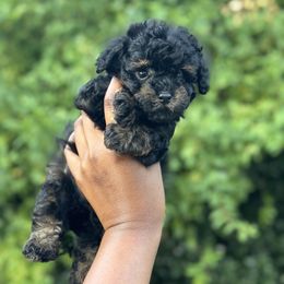 Poodle, Shihpoo, and Shih Tzu Puppies from House of Paws Heritage Nursery