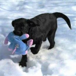 Labrador Retriever Puppies from Lorlyn Labradors