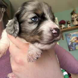 Silvio - Dapple male Dachshund puppy in Jacksonville, North Carolina from Lizzie’s Doxies