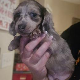 Blue dapple - Blue and cream male Dachshund puppy in Port Charlotte, Florida from Vicki's Dachshund Crossing
