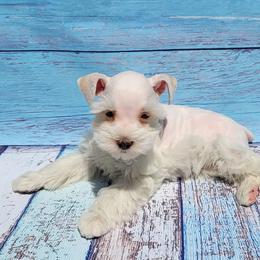 Miniature Schnauzers from Misti's Miniature Schnauzers
