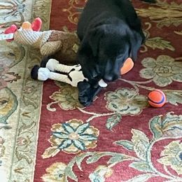 Dilute Retriever and Labrador Retriever Puppies from LC Hunting Labs, LLC.