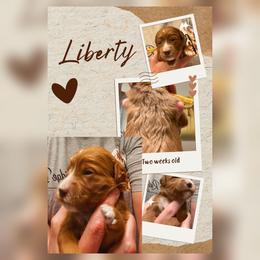 4th Pick - Red  female Goldendoodle puppy in Huntsville, Alabama from Falcon Ridge Doodles