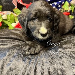 Onyx - female Golden Mountain Doodle puppy in Rockville, Minnesota from Bracha Poodles & Doodles