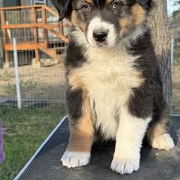 Australian Shepherd Puppies from WyoWinds Australian Shepherds