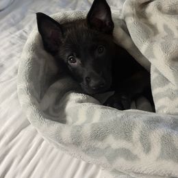 Belgian Malinois Puppies from Stellar Malinois