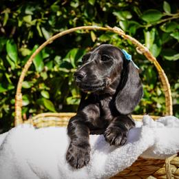 Onyx - Black female Dachshund puppy in Temecula, California from Naomi Magee's Dachshund Kennel