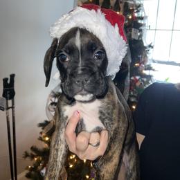 Boxer Puppies from Reynolds Homestead Boxers