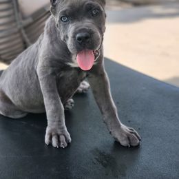 Cane Corso Puppies from Jolaw Kennel