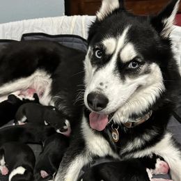 Siberian Huskies from Delatte’s Siberian Huskies