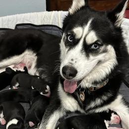 Siberian Huskies from Delatte’s Siberian Huskies