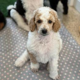 Pearl - Parti female Poodle puppy in Bellville, Ohio from Cedar Ridge Standard Poodles