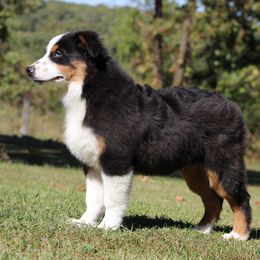 Miniature Australian Shepherd and Toy Australian Shepherd Puppies from Rocky Hill Aussies