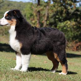 Miniature Australian Shepherd and Toy Australian Shepherd Puppies from Rocky Hill Aussies