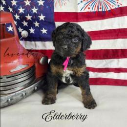 Elderberry - Black and tan female Cockapoo puppy in Mancelona, Michigan from Lavender poodles & doodles
