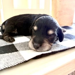 Black and cream male - Black and cream male Dachshund puppy in Wylie, Texas from Karas Royal Dachshunds