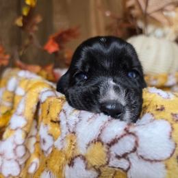 Sunfyre - Black and white female Basset Hound puppy in Valley, Washington from Enchanted Valley Paws