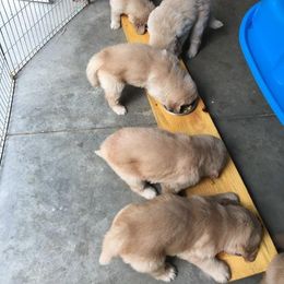 Golden Retriever Puppies from Journey Golden Retrievers