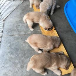 Golden Retriever Puppies from Journey Golden Retrievers