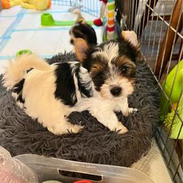 Girl 1 - Black tan and white female Biewer Terrier puppy in Chester, South Carolina from Classic Biewers